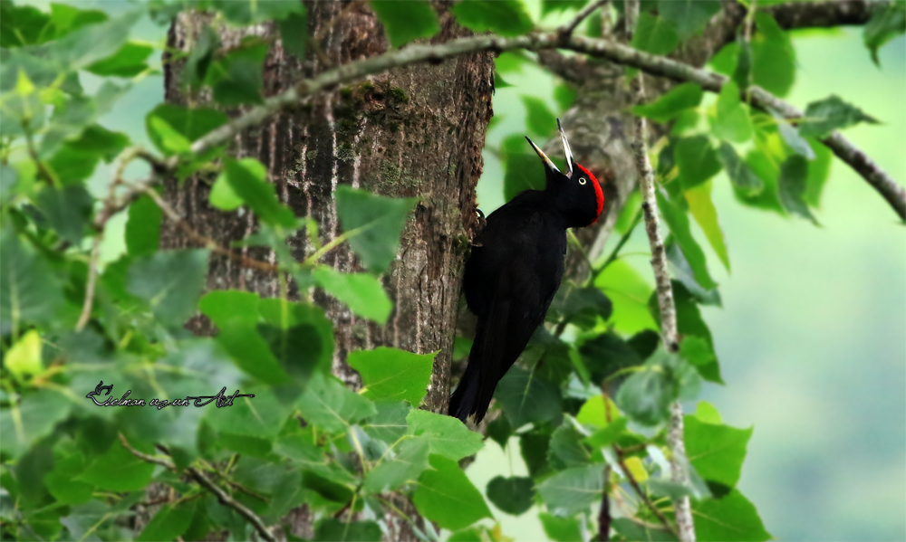Black Woodpecker