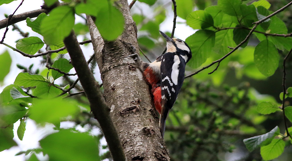 Great Spotted Woodpecker