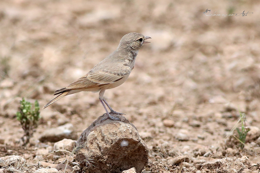 Bar-tailed Lark