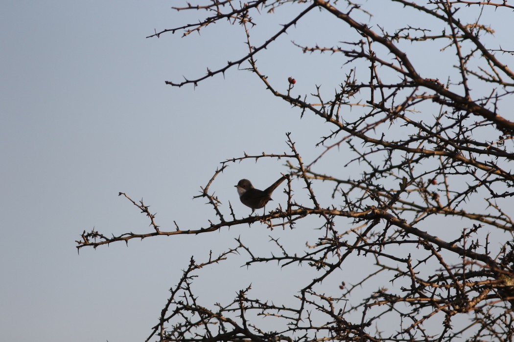 Sardinian Warbler