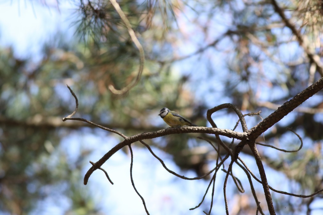 Eurasian Blue Tit