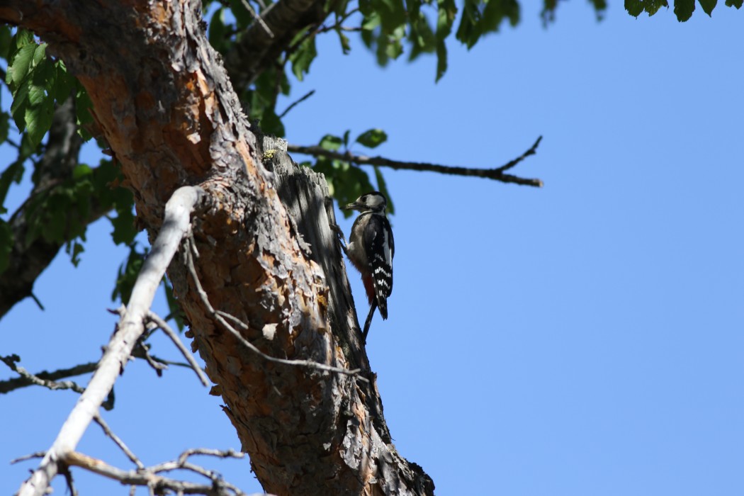 Great Spotted Woodpecker