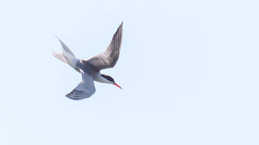 Common Tern