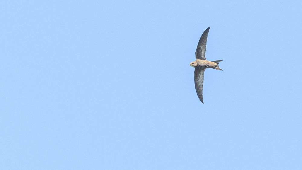 Pallid Swift