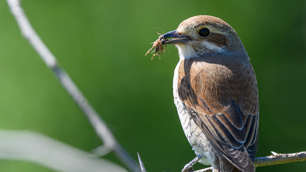 Red-backed Shrike