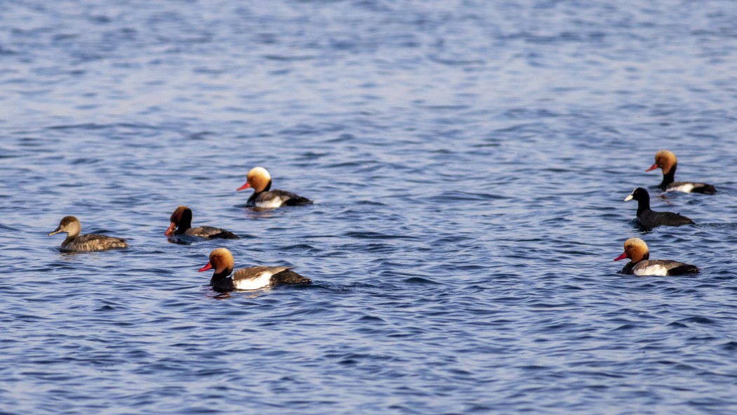 Red-crested Pochard