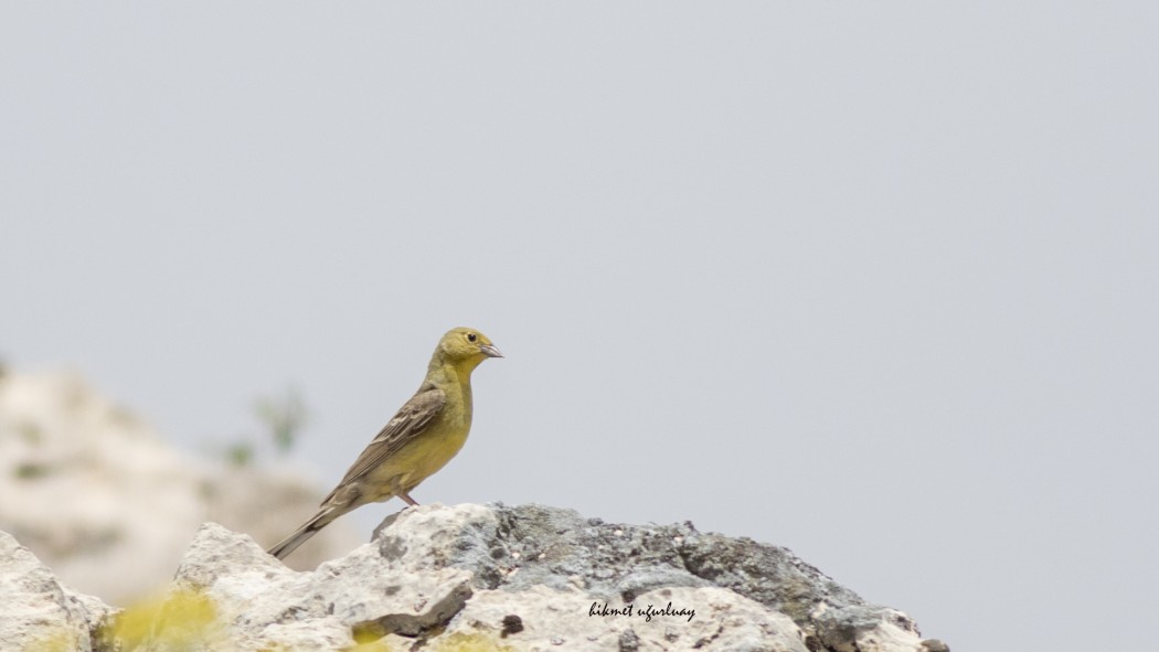 Cinereous Bunting