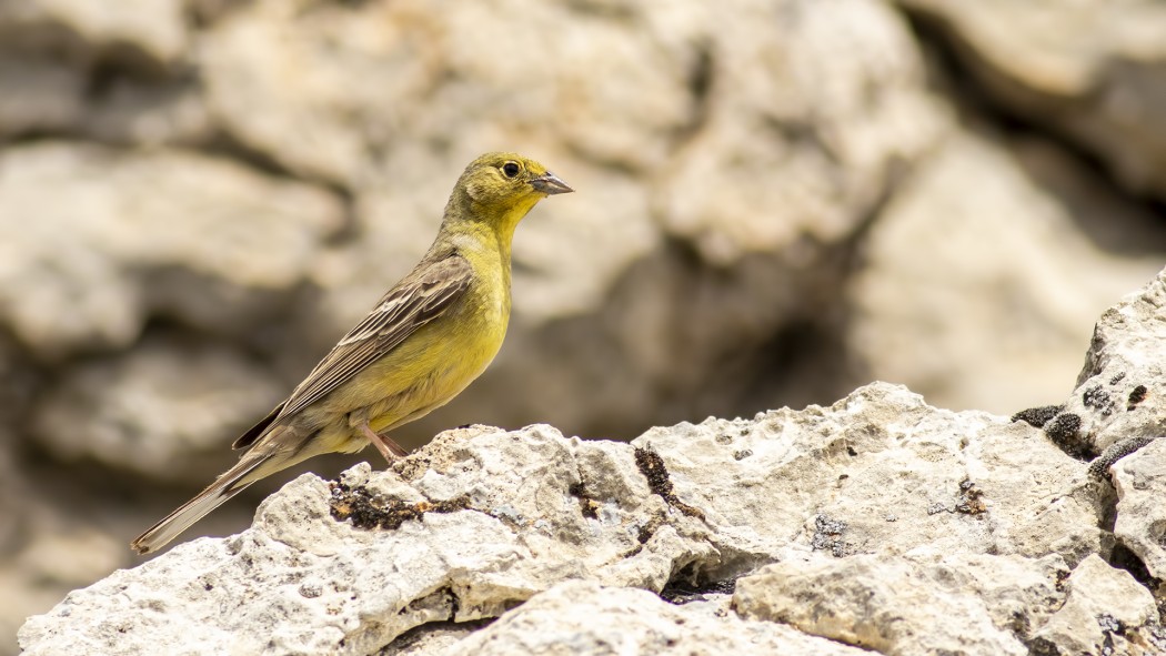 Cinereous Bunting