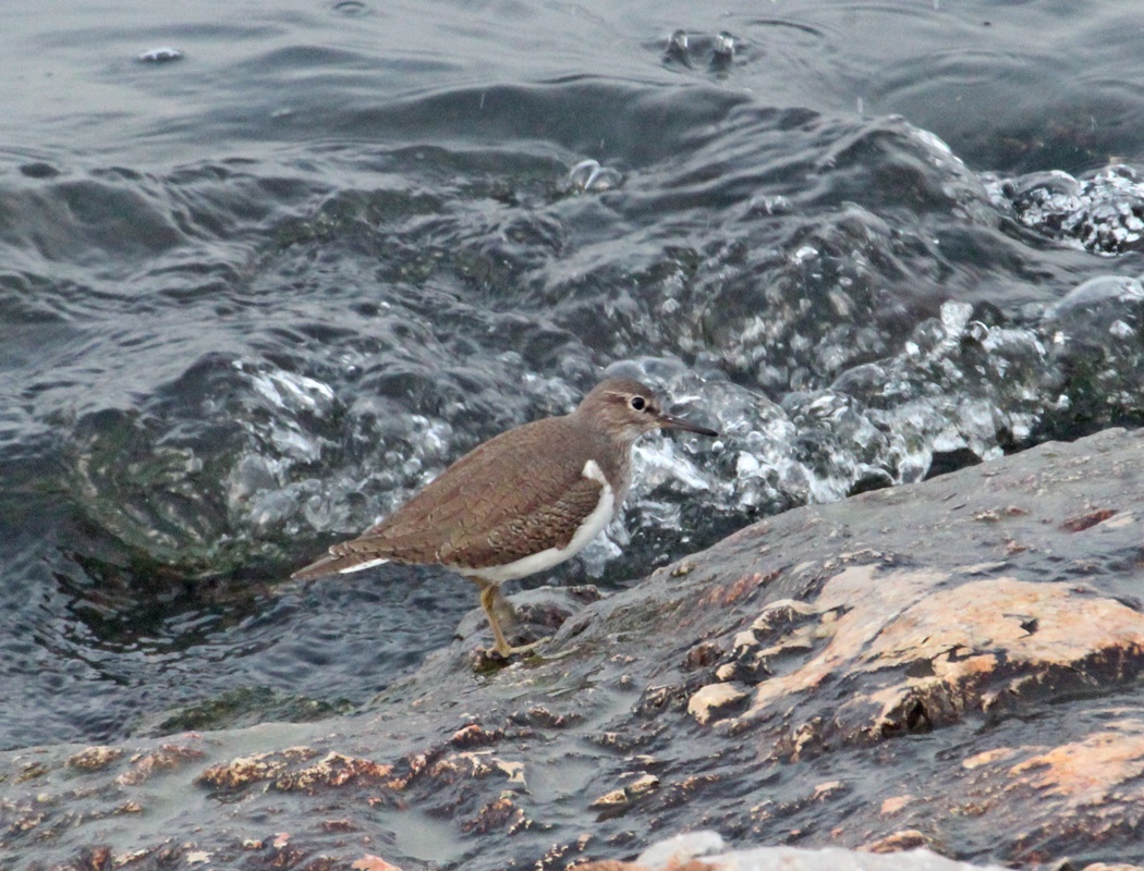 Common Sandpiper