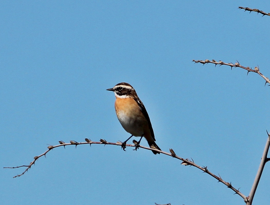 Whinchat