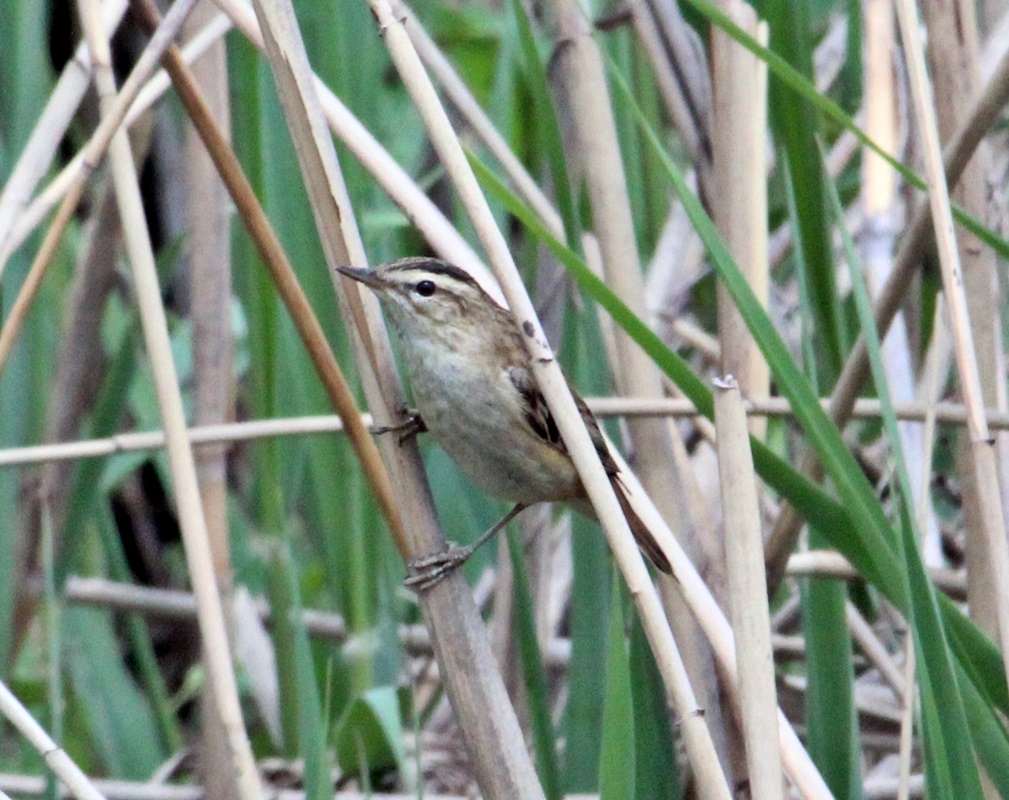 Sedge Warbler