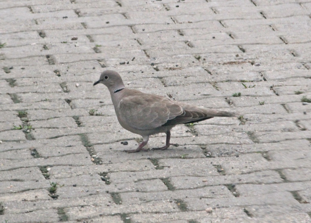 Eurasian Collared Dove