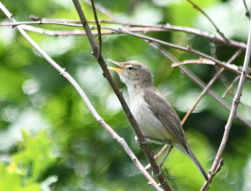 Eastern Olivaceous Warbler