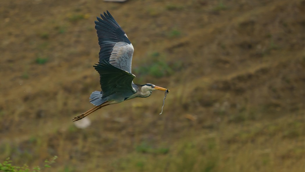 Grey Heron