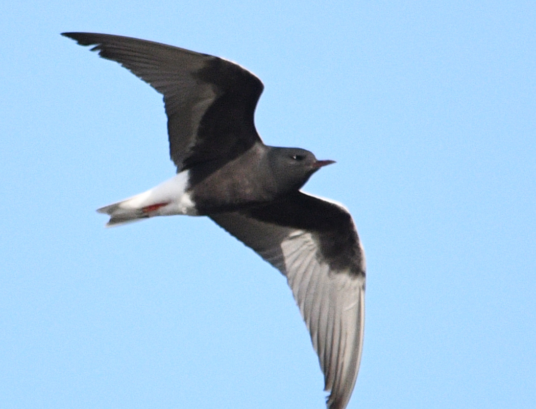 White-winged Tern