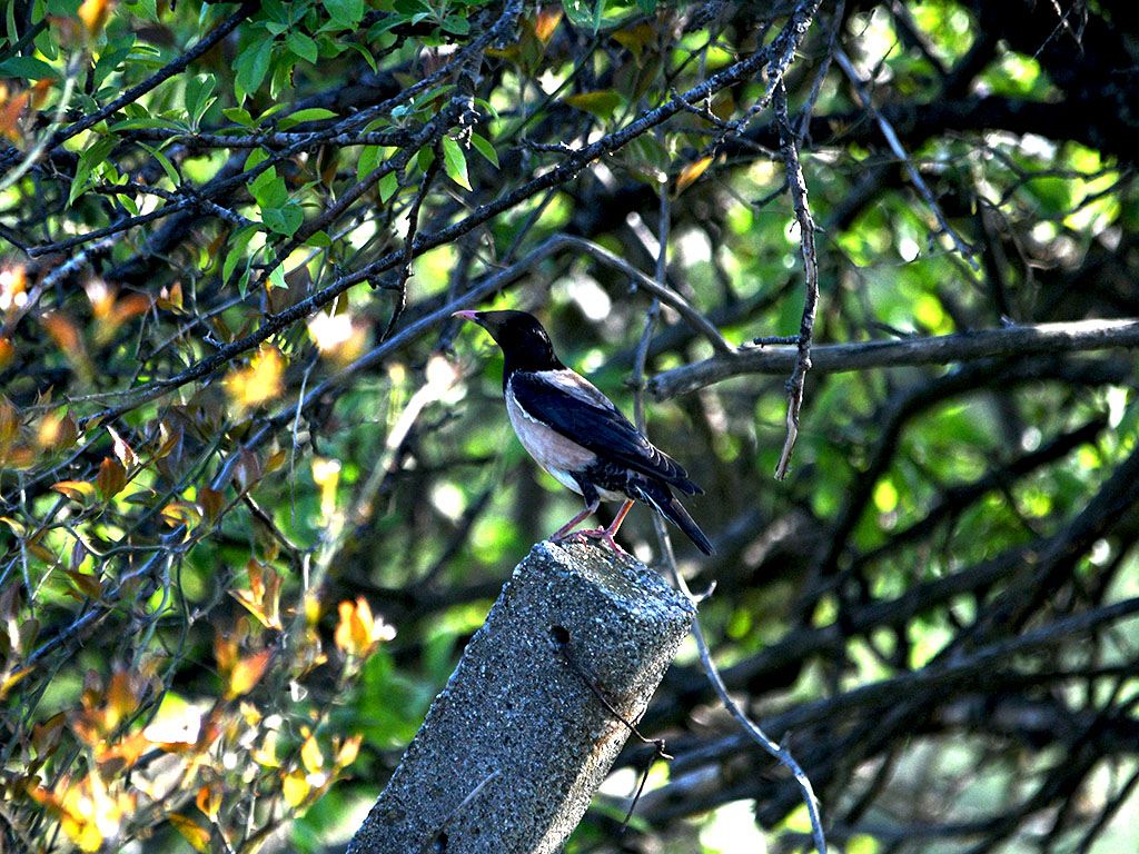 Rosy Starling