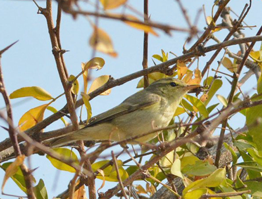 Greenish Warbler