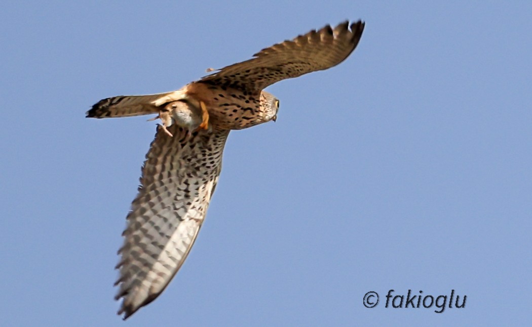 Common Kestrel