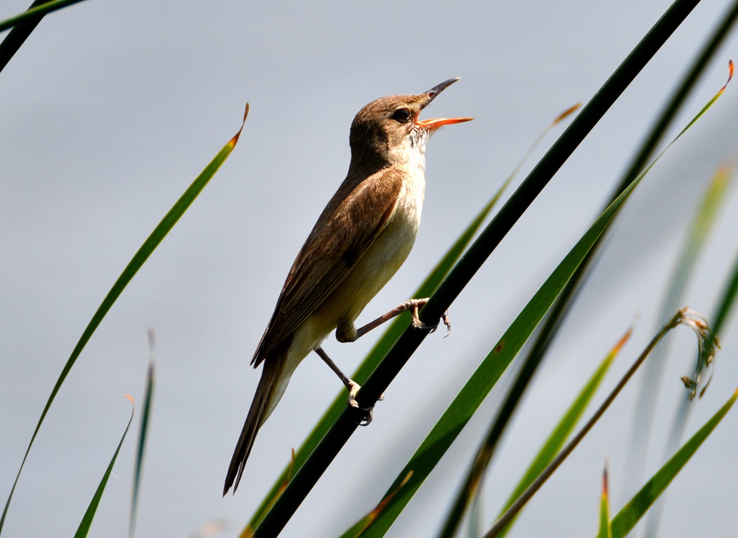 Great Reed Warbler