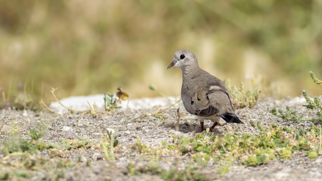 Namaqua Dove