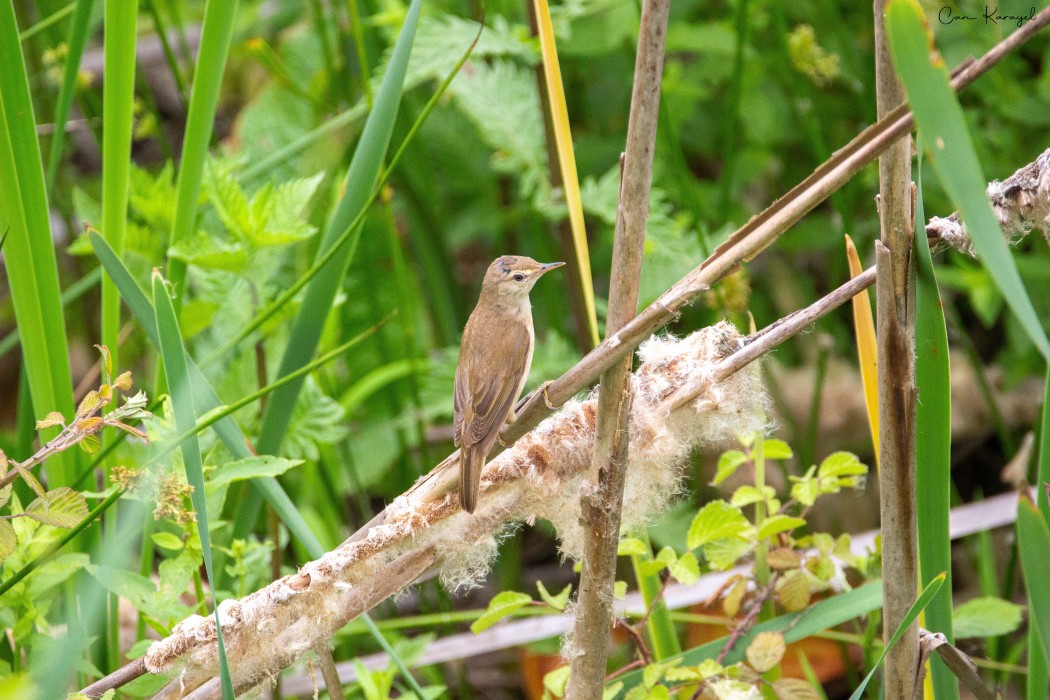 Marsh Warbler