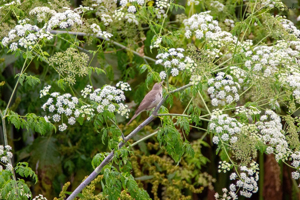 Eastern Olivaceous Warbler
