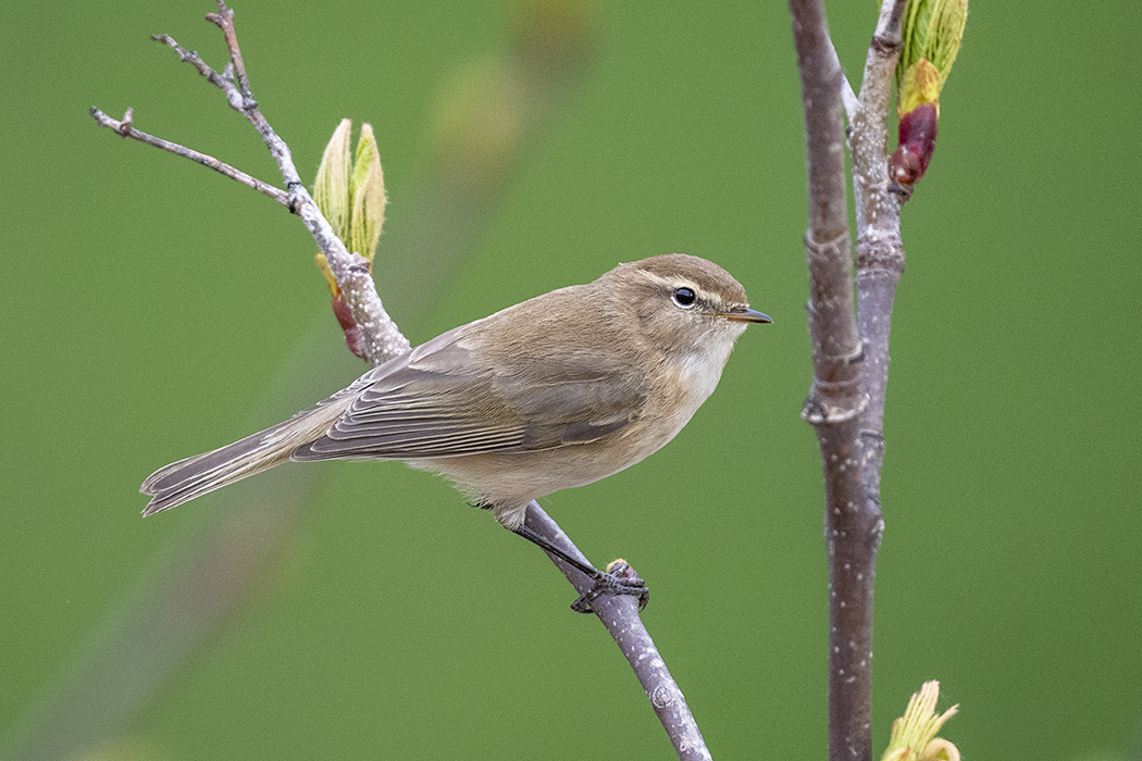 Mountain Chiffchaff