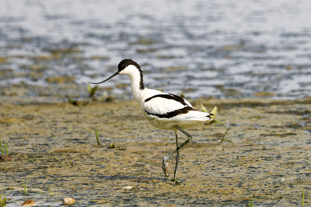 Pied Avocet