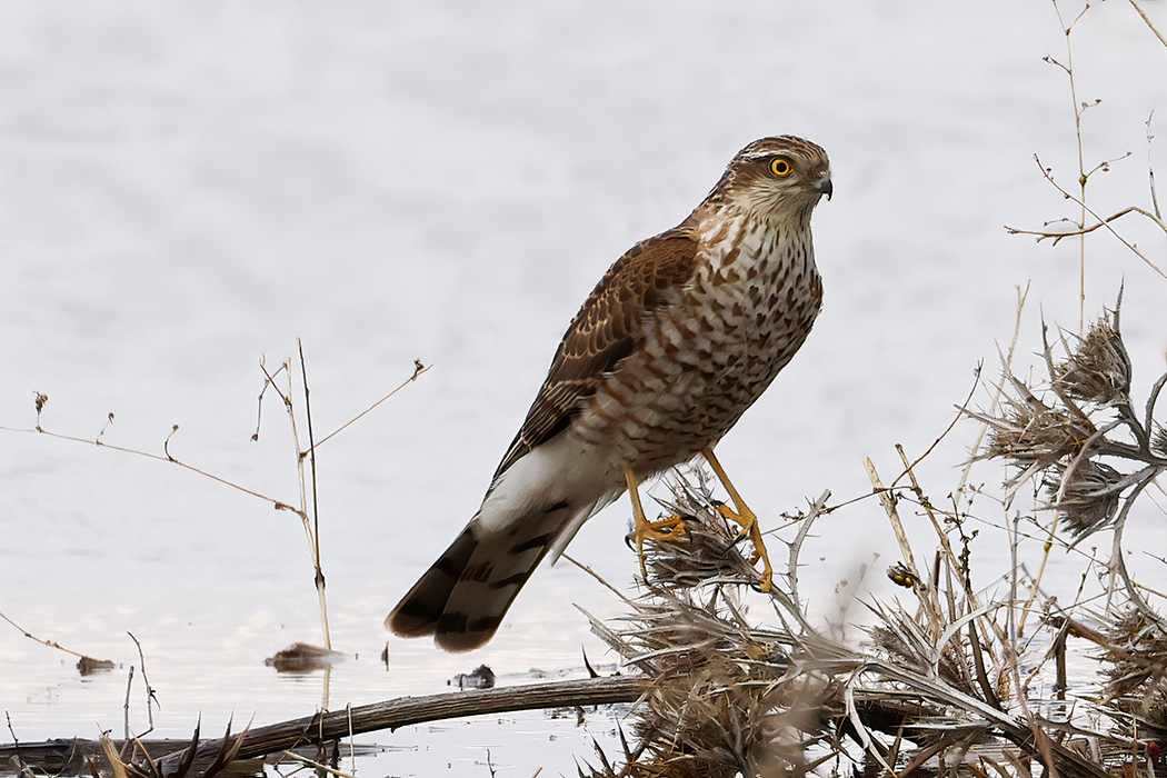 Eurasian Sparrowhawk