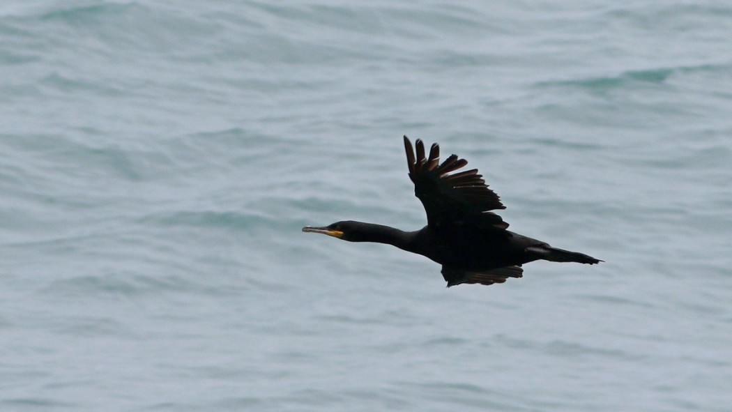 European Shag