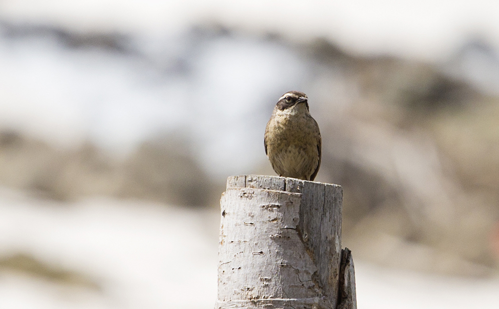 Radde`s Accentor