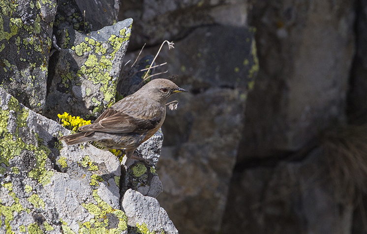 Alpine Accentor