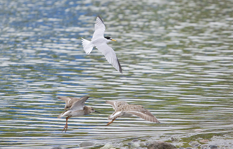 Little Tern