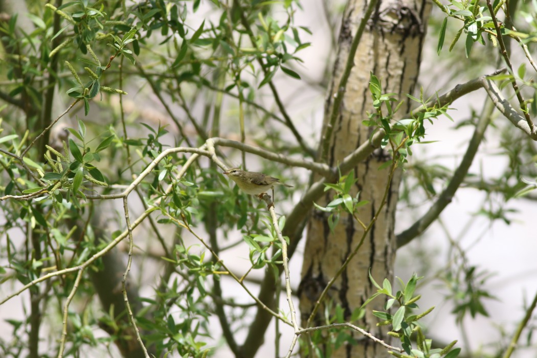 Willow Warbler
