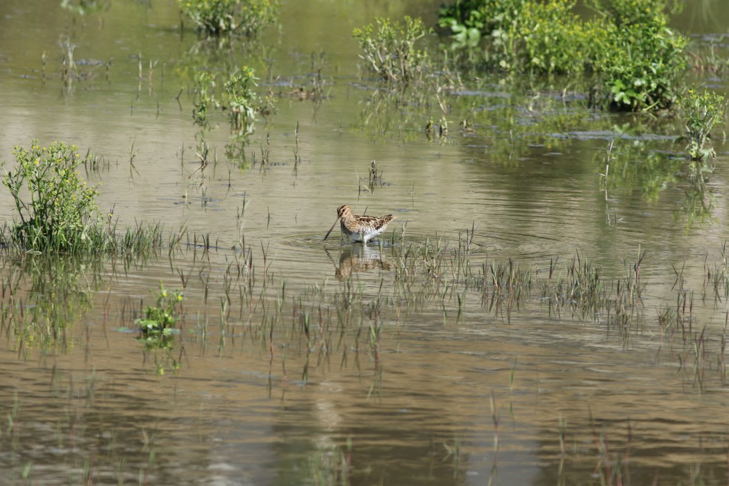 Common Snipe