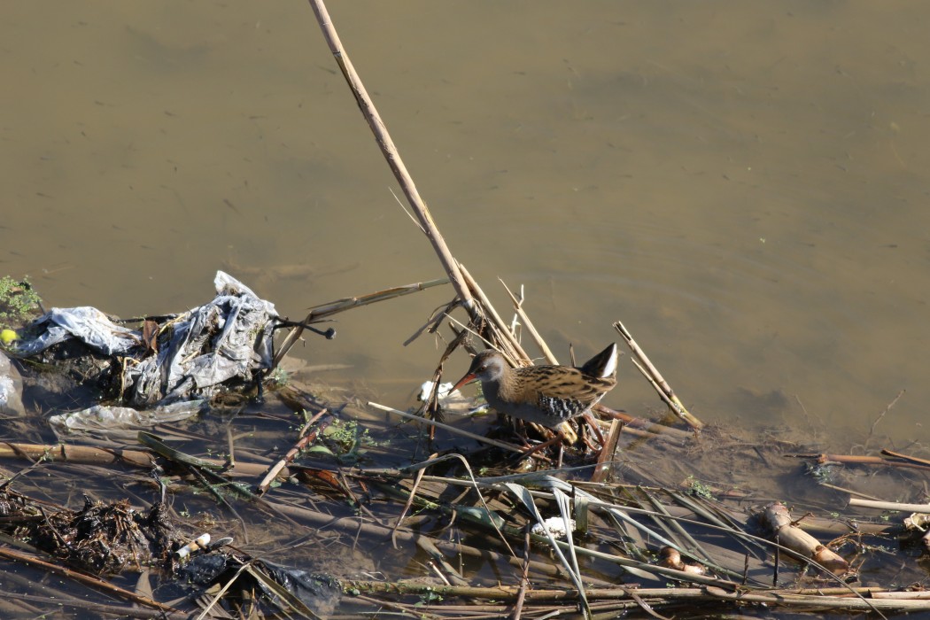 Water Rail