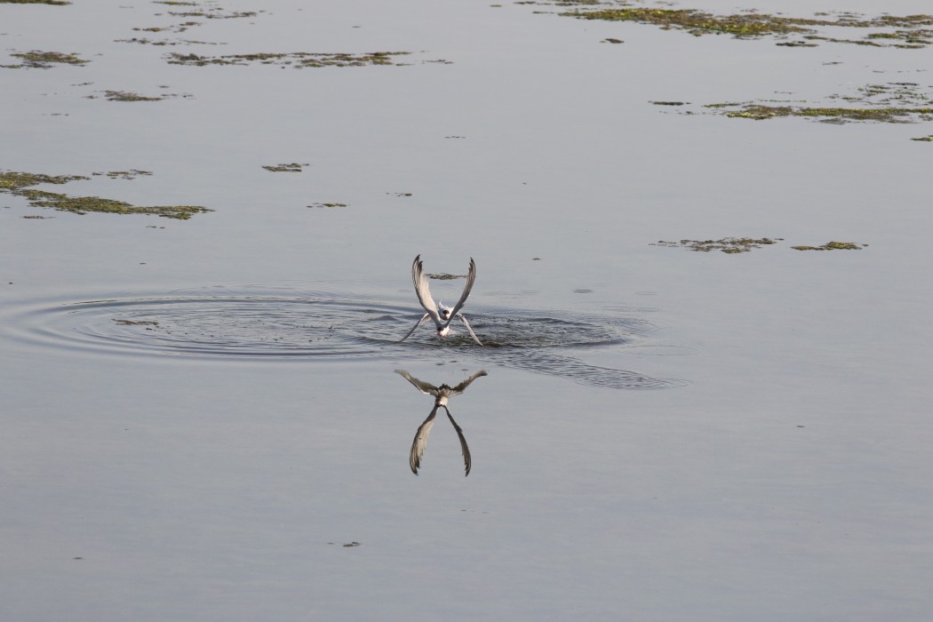 Common Tern