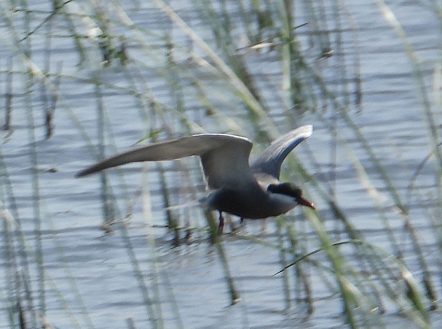 Whiskered Tern