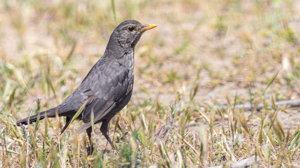 Common Blackbird