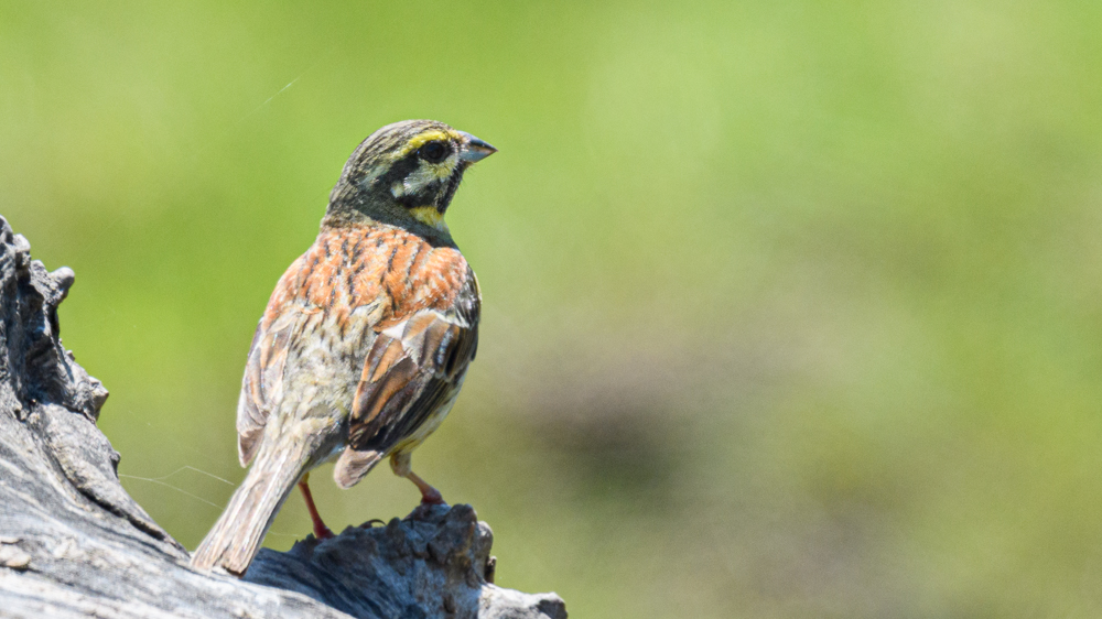 Cirl Bunting