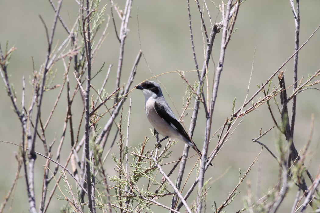 Lesser Grey Shrike