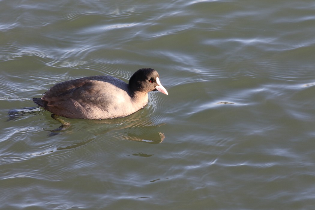 Eurasian Coot
