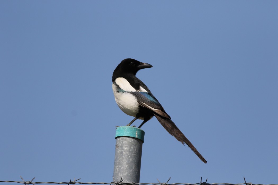 Eurasian Magpie