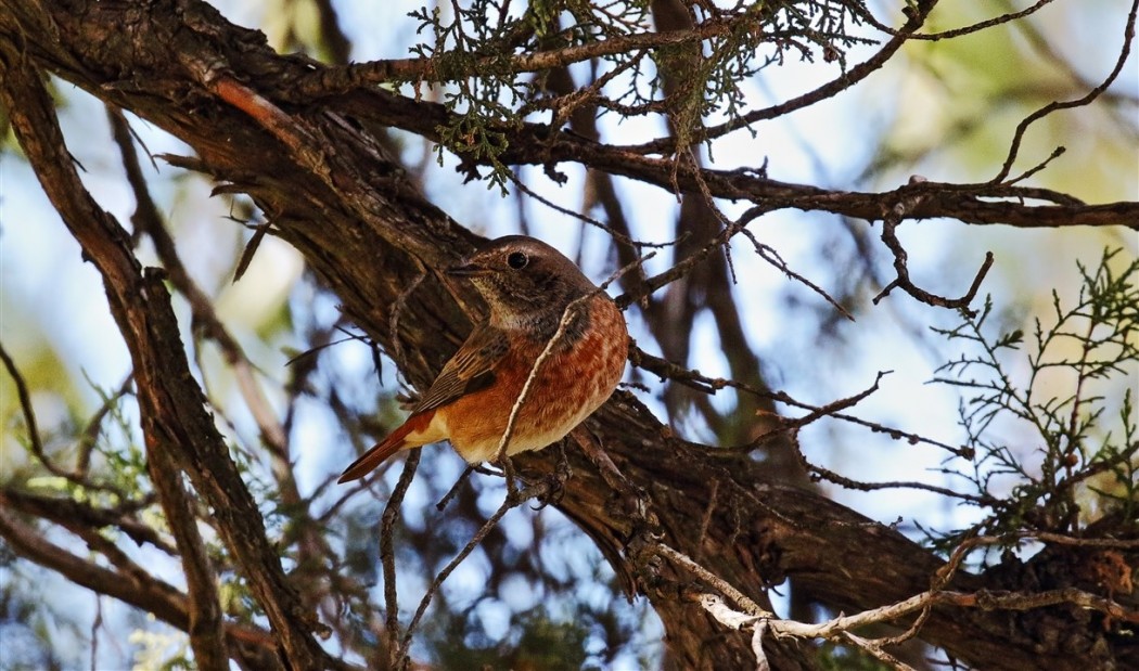 Common Redstart