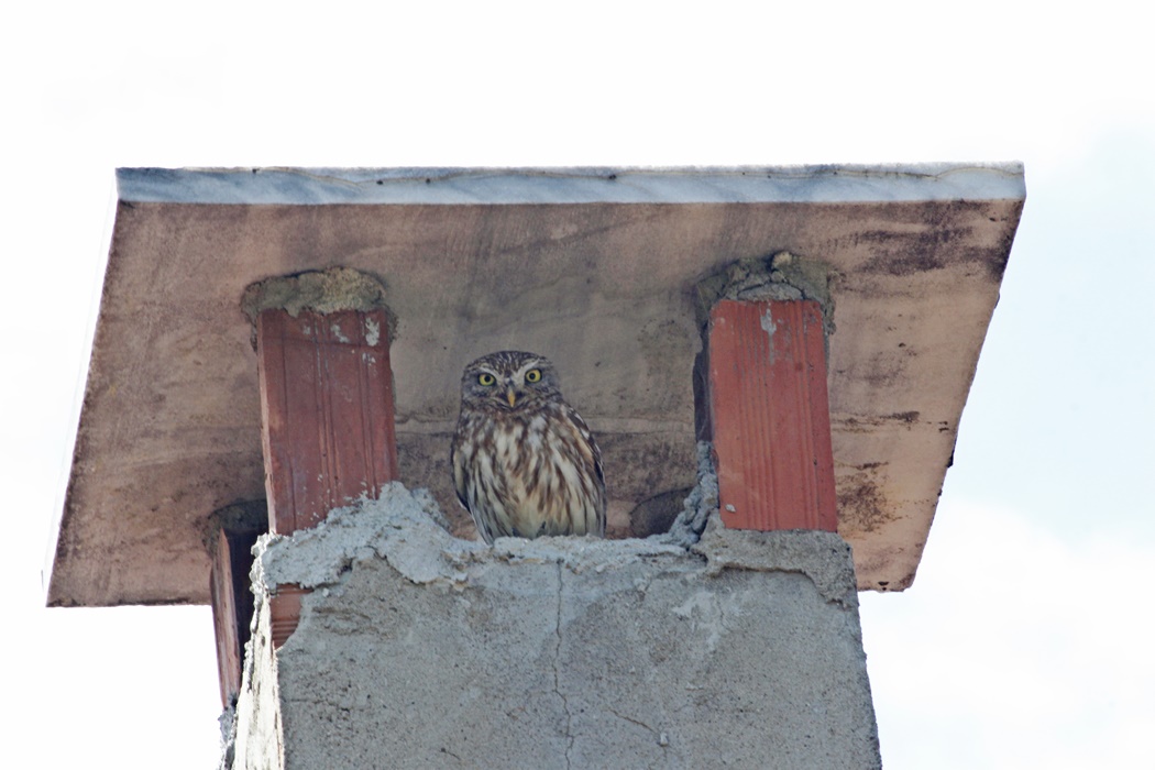 Little Owl