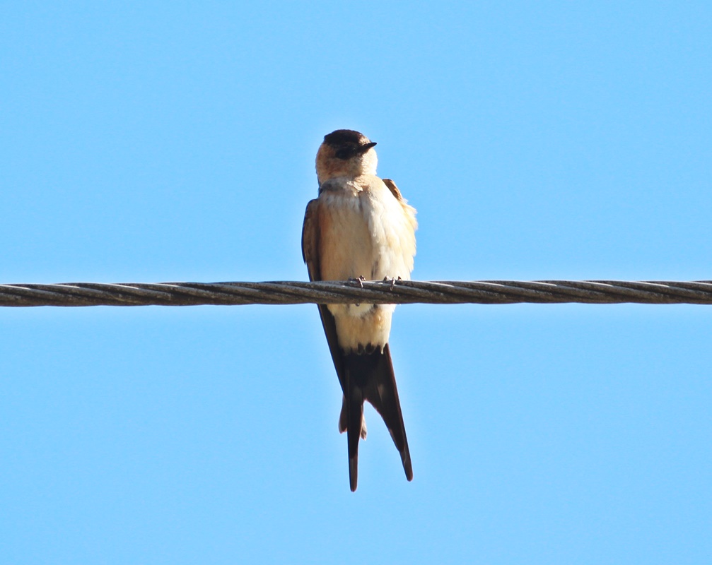 European Red-rumped Swallow