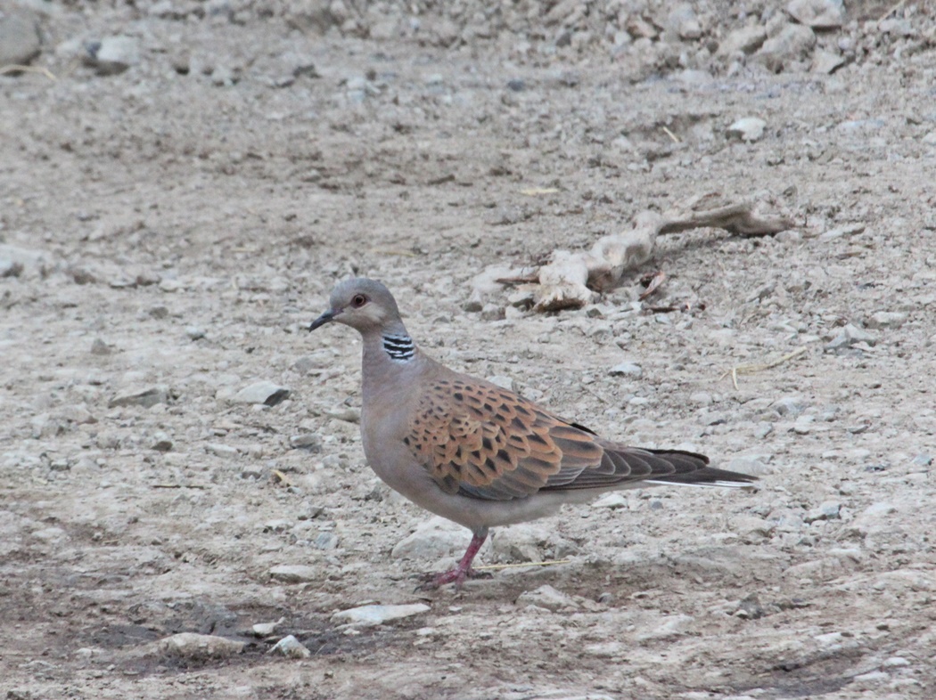 European Turtle Dove