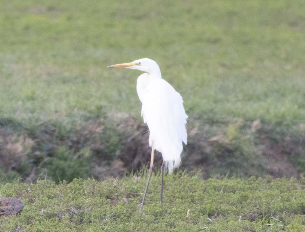 Great Egret
