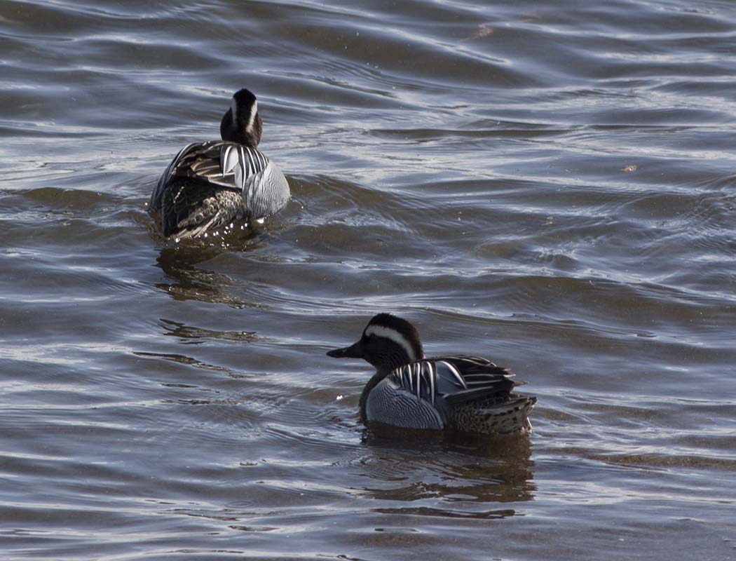 Garganey
