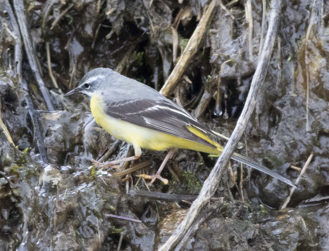 Grey Wagtail